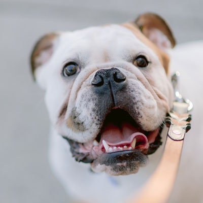 Angstige hond Hond uit de broodfok