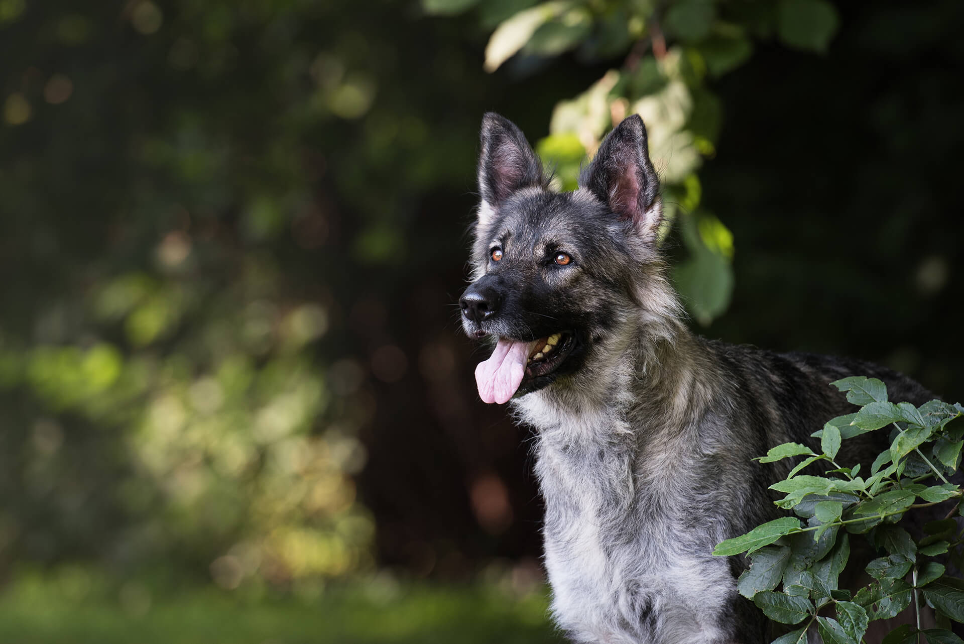 Je hond laten bijkomen