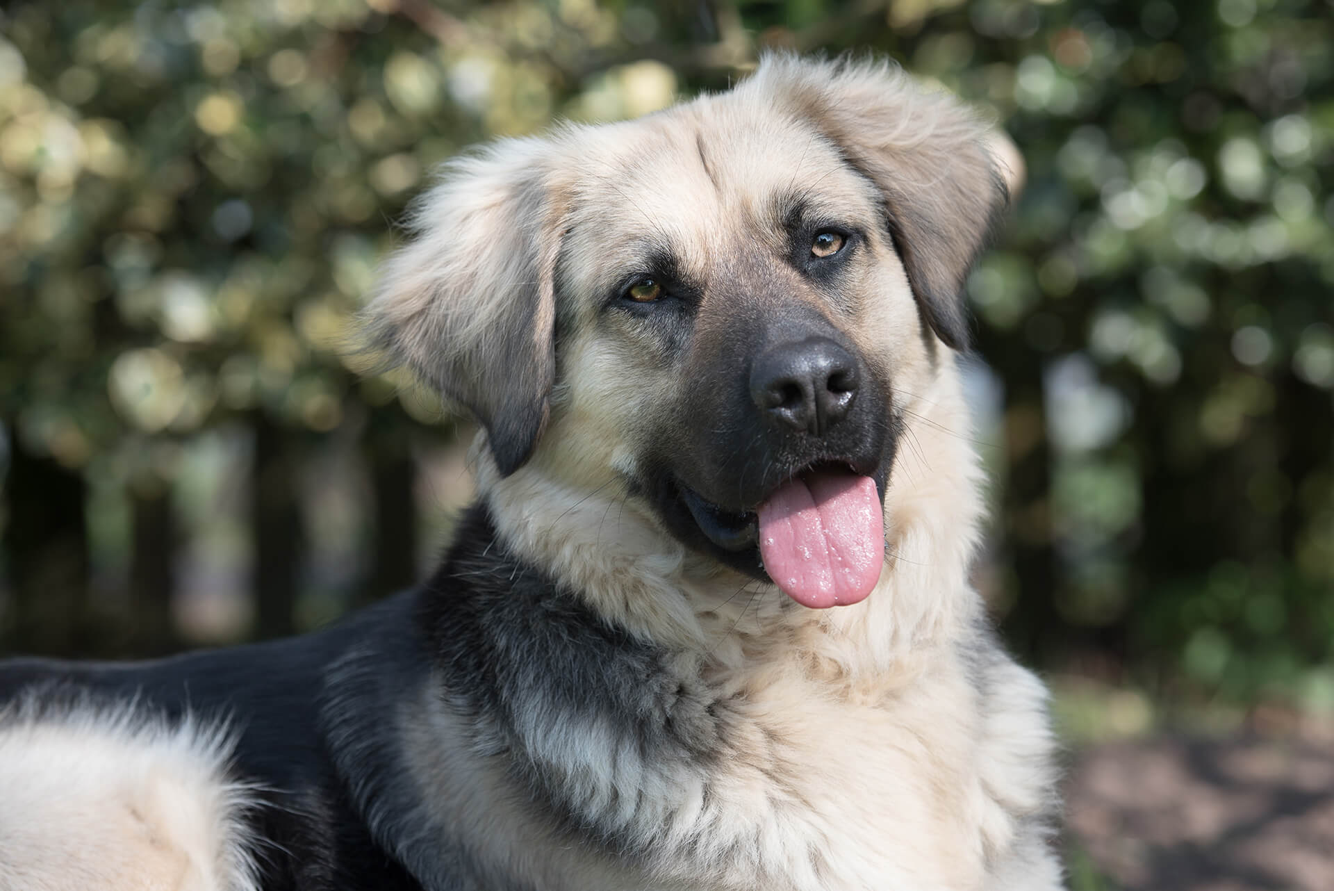 Hond