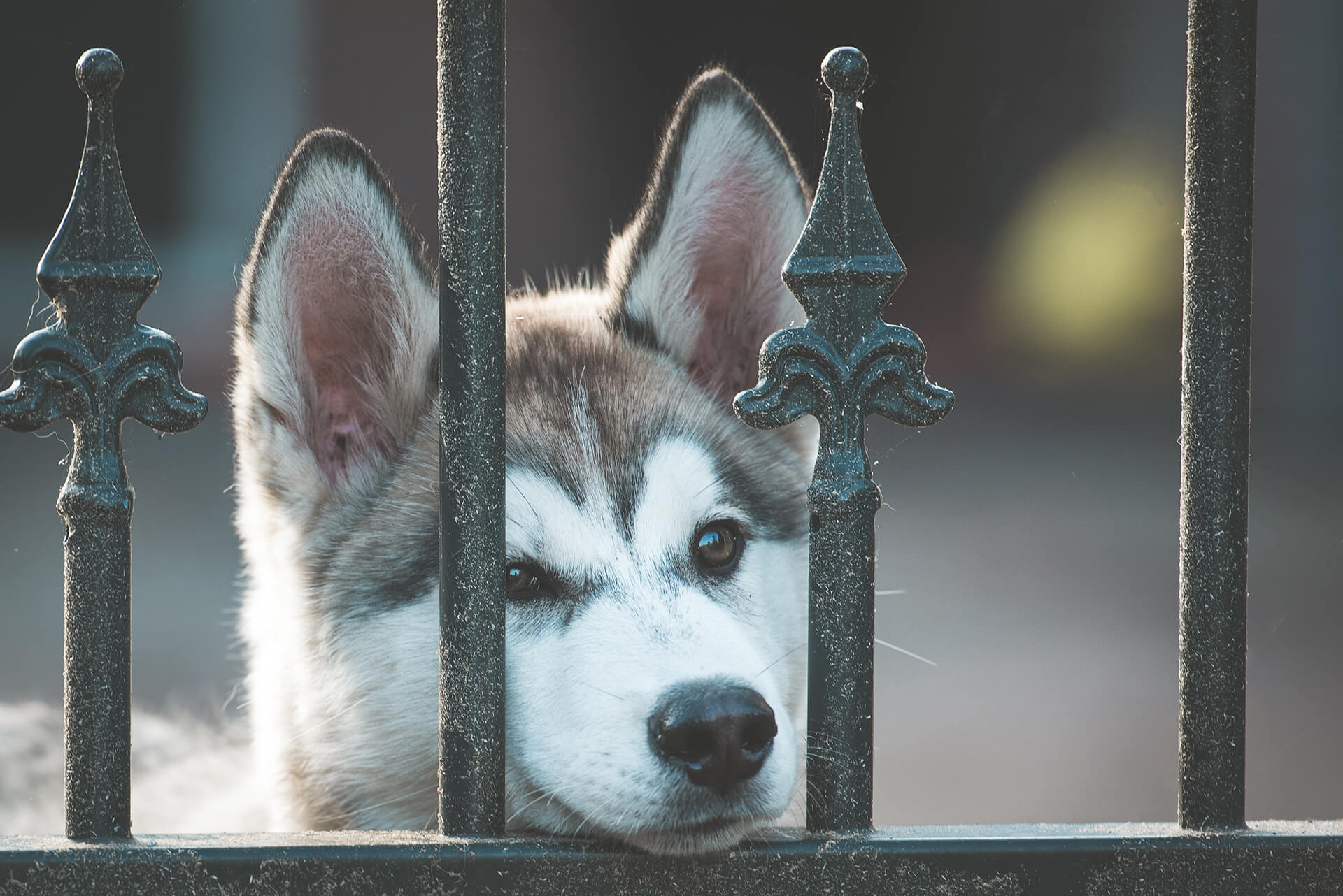 Honden uit de broodfok